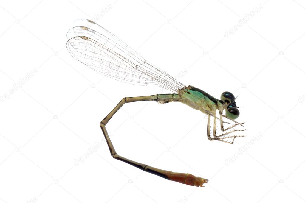 Dragonfly damselfly