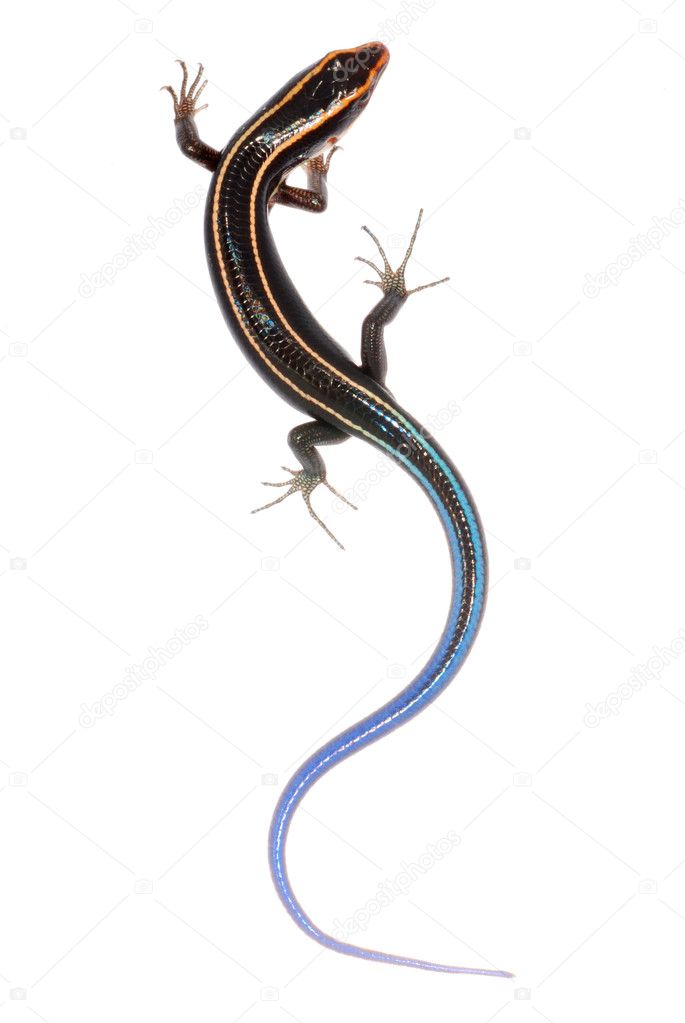 Blue tail skink lizard
