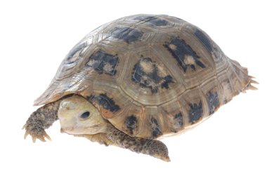 hayvan kaplumbağa kaplumbağa