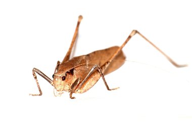 böcek katydid izole