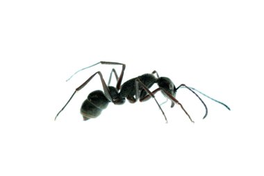 Insect ant macro isolated clipart