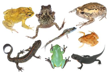 Wild animal collection amphibian clipart