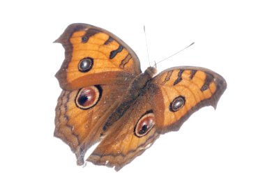 uçan tavus kuşu homo kelebek, junonia almana