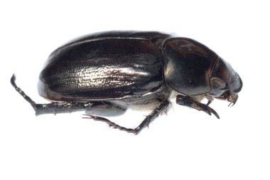 siyah scarab böceği