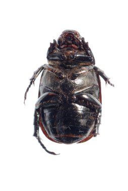 siyah scarab böceği