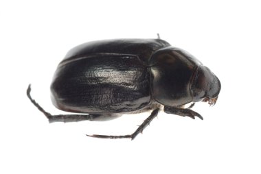 siyah scarab böceği