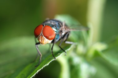 Insect fly macro clipart