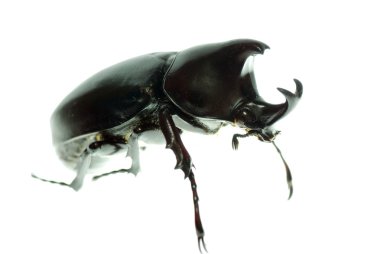 Black rhino beetle clipart