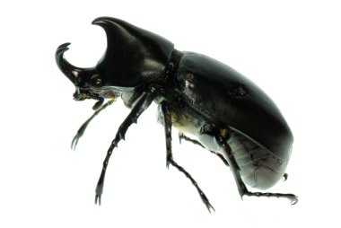 Rhino hercules beetle clipart