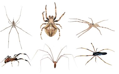 Spider set collection clipart