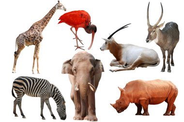 Wild animal collection clipart