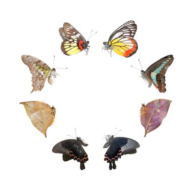 Butterfly isolated on white clipart