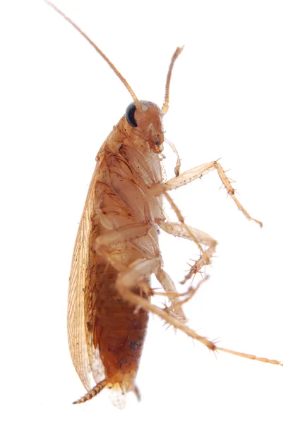 German cockroach isolated — Stock Photo, Image