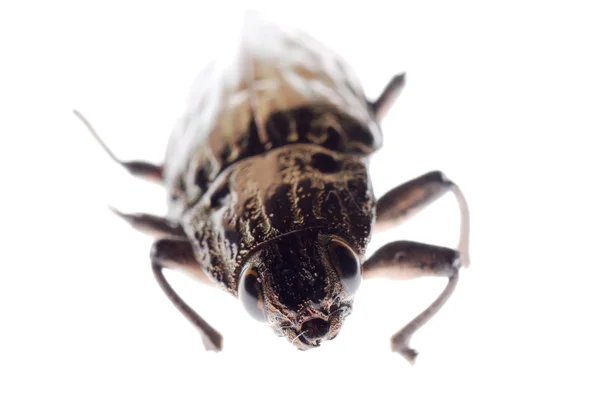 Buprestid beetle — Stock Photo, Image