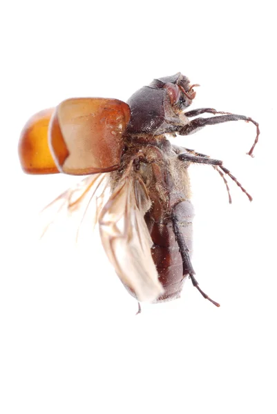 Escarabajo escarabajo marrón volador —  Fotos de Stock