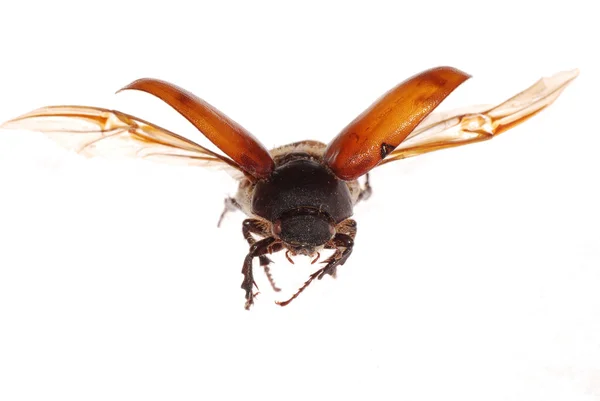 Flygande brun scarab skalbagge — Stockfoto