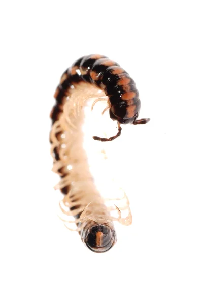 Тварина millipede — стокове фото