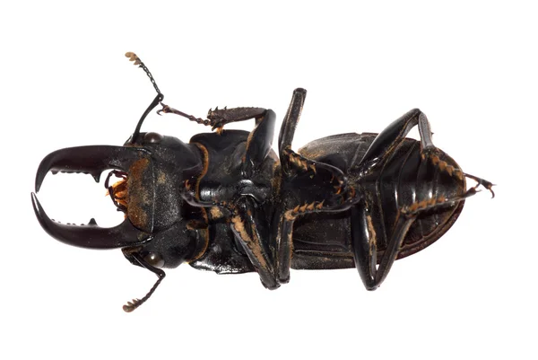 Escarabajo ciervo aislado —  Fotos de Stock