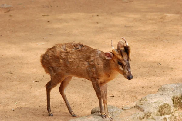 Geyik geyik bebek — Stok fotoğraf