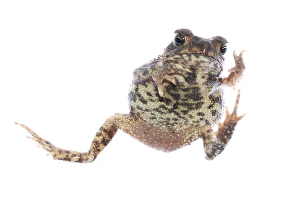 动物蟾蜍青蛙 — 图库照片