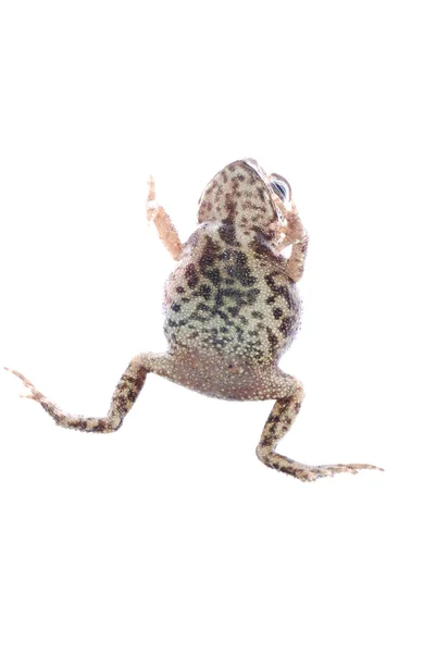 Тварина жаба жаба — стокове фото