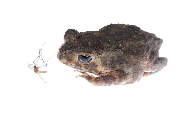 Dierlijke toad kijken naar mosquito bug — Stockfoto