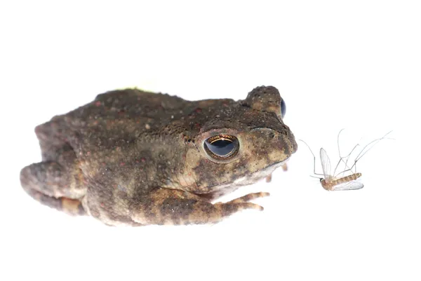 Των ζώων, βάτραχος ματιά στο bug κουνουπιών — Φωτογραφία Αρχείου