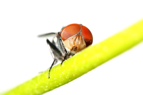 Insect vliegen — Stockfoto