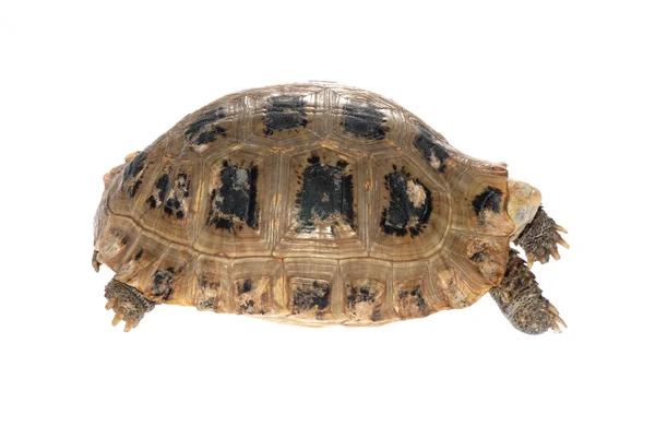 Тварина черепаха черепаха — стокове фото