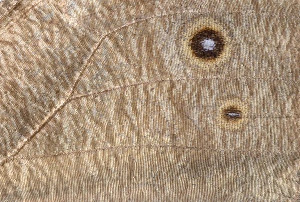 Dřevo nymfa motýlí křídlo detai — Stock fotografie