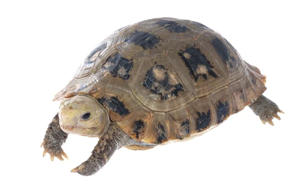 Ζώο χελώνα χελώνα — Φωτογραφία Αρχείου