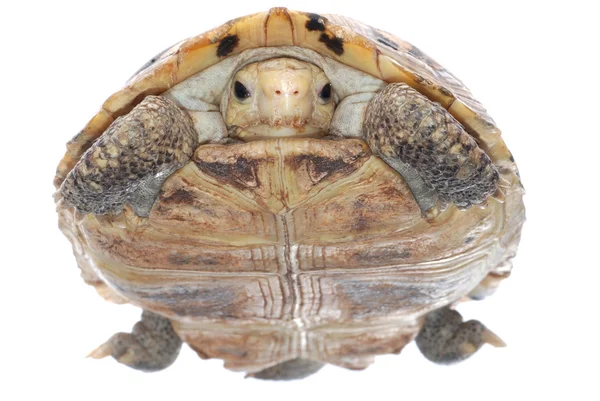 动物乌龟乌龟 — 图库照片