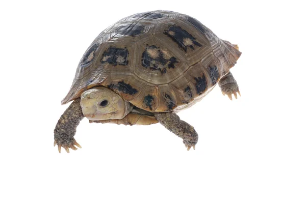 Schildkröte — Stockfoto