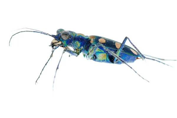 蓝虎甲虫 — 图库照片