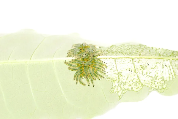 Gruppo di insetti bruco farfalla su foglia — Foto Stock