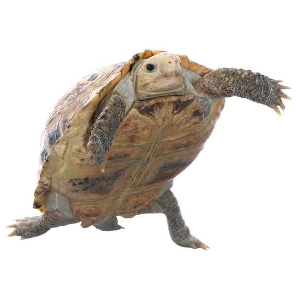 Тварина черепаха черепаха — стокове фото