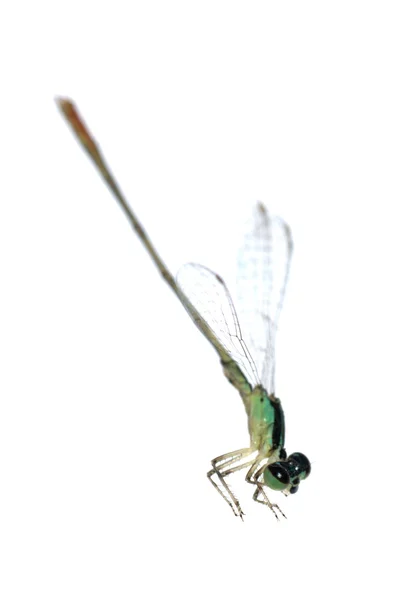 Dragonfly Juffers — Stockfoto