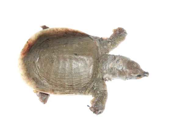 Żółw żyje z biały na miejscu choroby — Zdjęcie stockowe