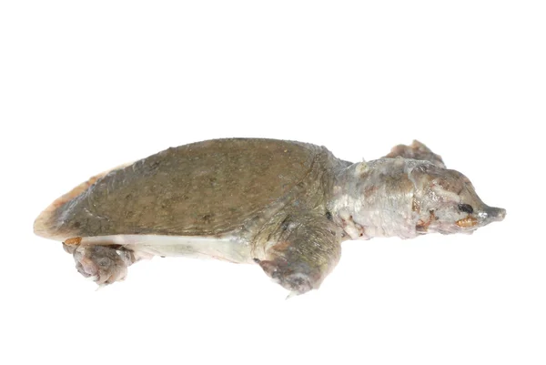 Schildpad dood van wit ter plaatse ziekte — Stockfoto
