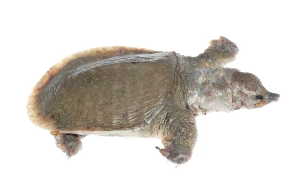 Schildpad dood van wit ter plaatse ziekte — Stockfoto