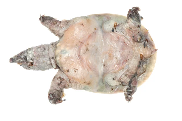 Tortuga muerta de enfermedad de la mancha blanca — Foto de Stock