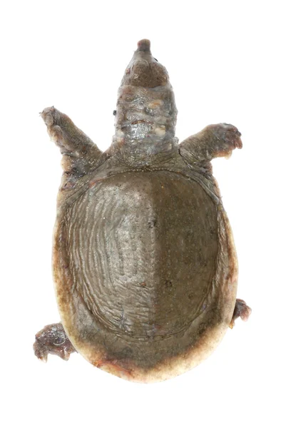 Черепаха умерла от болезни белых пятен — стоковое фото