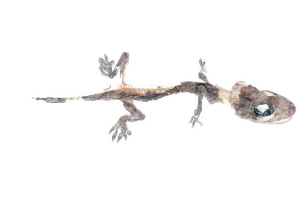 Crânio Gecko morto — Fotografia de Stock