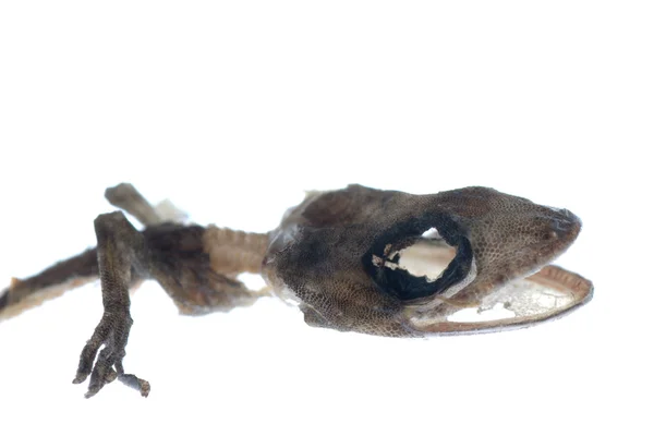 Мертві gecko череп — стокове фото