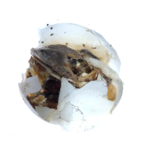 Sikertelen tojás kikelnek gecko baba — Stock Fotó