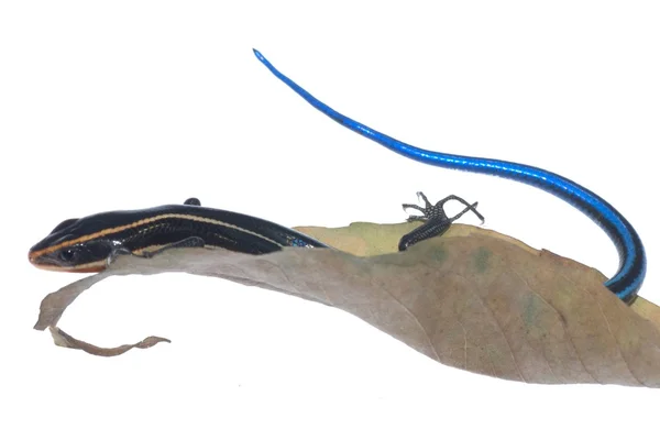 Skink lizard on dry leaf — Stock Photo, Image