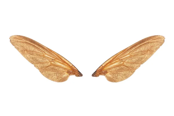 Fly крило комах — стокове фото