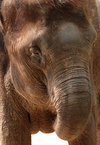 Άγριο ζώο ελέφαντας — Φωτογραφία Αρχείου