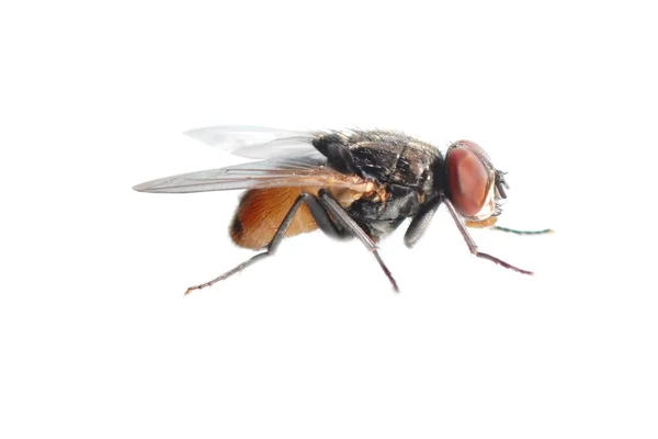 고립 된 곤충 비행 — 스톡 사진