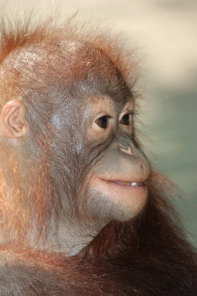 动物猴猿 — 图库照片